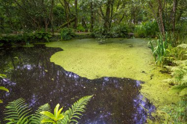 Küçük ada Inish Beg, West Cork, İrlanda 'da güzel bir dinlenme yeri.