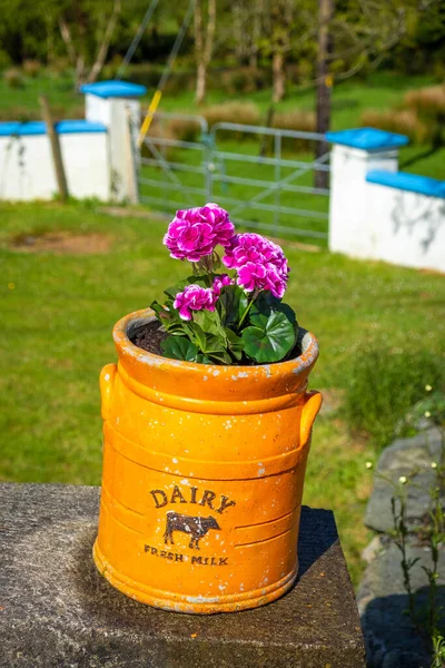 Flores Jardín — Foto de Stock