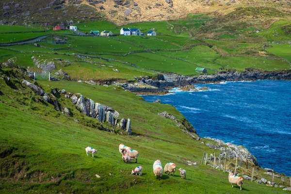 Spektakuläre Landschaft Der Nordseite Der Beara Halbinsel Irland — Stockfoto