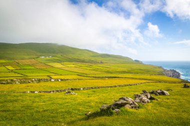 Mizen Yarımadası 'ndaki yeşil alanlar ve taş duvarlar, Batı Cork, İrlanda