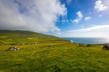 Mizen Yarımadası 'ndaki yeşil alanlar ve taş duvarlar, Batı Cork, İrlanda