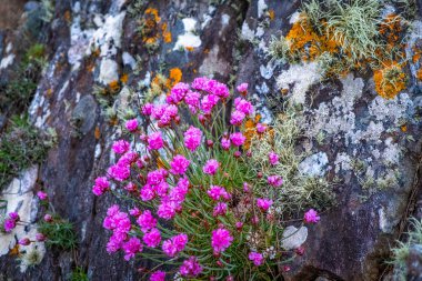 Clifden Kayalıkları, Co Galway, İrlanda