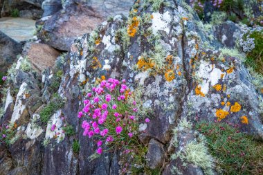 Clifden Kayalıkları, Co Galway, İrlanda