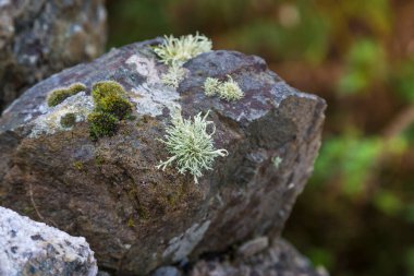 Inishbofin Adası, Co Galway, İrlanda 'da yakın çekim  