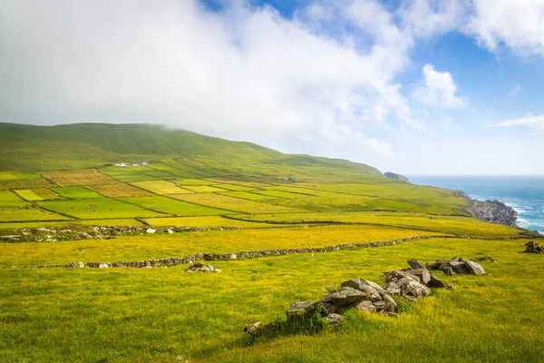 Green Fields Stone Walls Mizen Peninsula West Cork Ireland — Stock Photo, Image