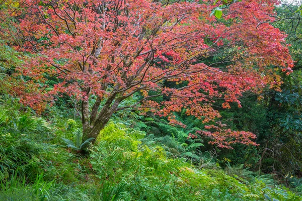 Schöner Glenveigh Nationalpark Donegal Irland — Stockfoto