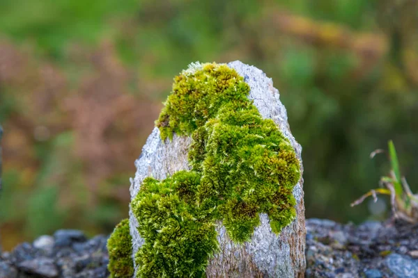 Küçük Bir Ada Olan Inishbofin Galway Rlanda Yakın Çekim — Stok fotoğraf