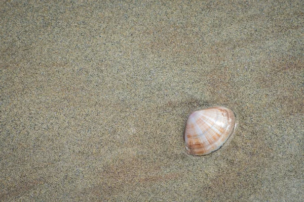 Seashell Fermoyle Beach Dingle Peninsula Irlanda — Fotografia de Stock
