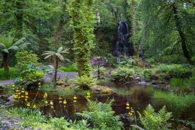 Güzel yeşil bahçedeki gölet