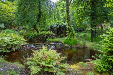 Güzel yeşil bahçedeki gölet