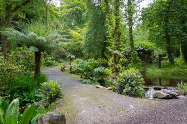 Güzel yeşil bahçedeki gölet