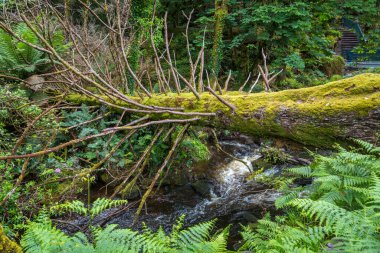 Güzel doğadaki su deresi 