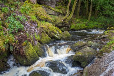 Yeşil ormanda taşlı şelale