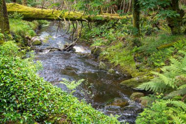 Yeşil Ormandaki Dağ Nehri