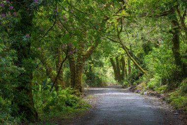 İrlanda 'daki Güzel Kells Bahçeleri