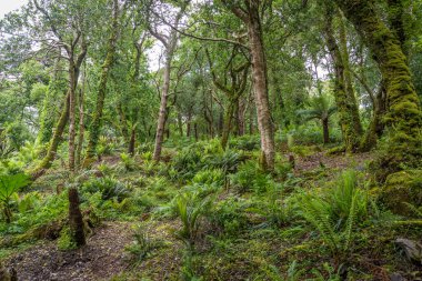 Gündüz güzel yeşil orman