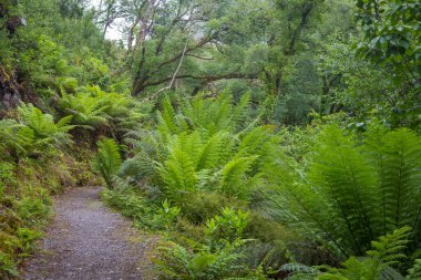Güzel yeşil ormandaki patika