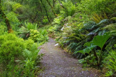 Güzel yeşil ormandaki patika