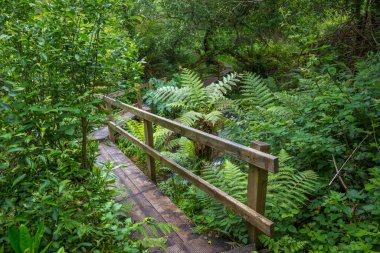 Güzel yeşil ormanda ahşap köprü