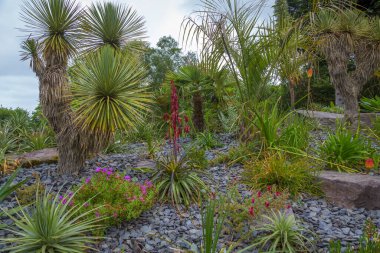 Güzel yeşil ormandaki yeşil bitkiler