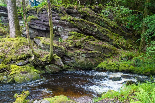 Mountain River Green Forest — Stockfoto