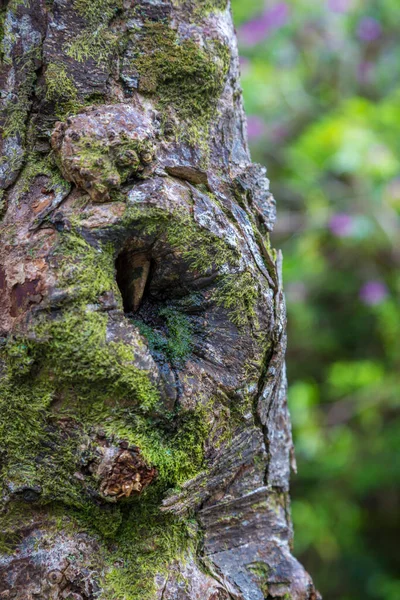 Träd Vacker Grön Skog — Stockfoto