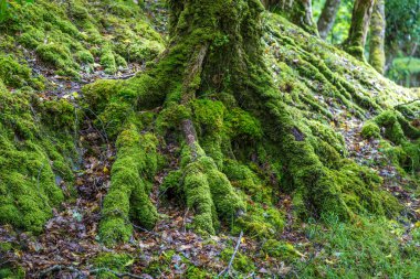Güzel ormandaki yeşil ağaç