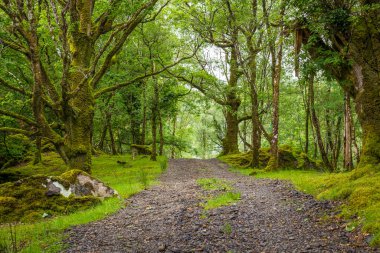 İrlanda, Kerry 'deki Killarney Ulusal Parkı