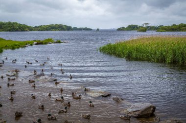 Lough Leane, İrlanda 'nın Kerry eyaletinde yer alan bir şehirdir.