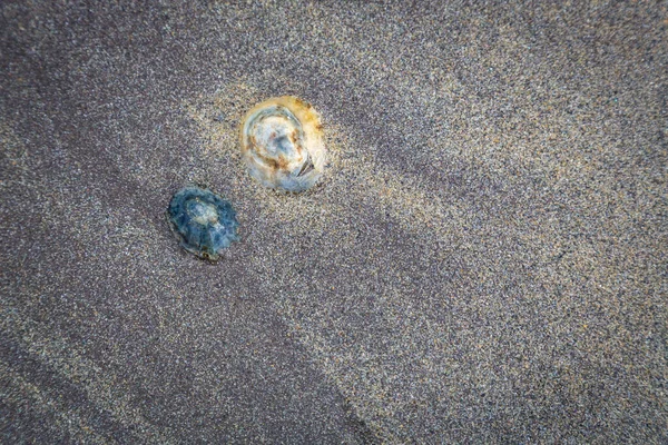 Conchas Mar Praia Arenosa — Fotografia de Stock