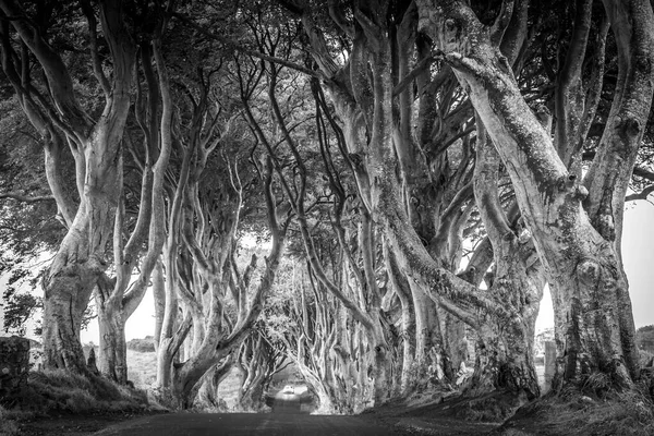 Haies Sombres Route Asphaltée Entre Grands Arbres Unis — Photo