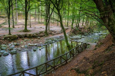 Güzel Tollymore Orman Parkı 'ndaki Shimna Nehri, Newcastle, Kuzey İrlanda 