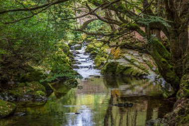 Güzel Tollymore Orman Parkı 'ndaki Shimna Nehri, Newcastle, Kuzey İrlanda 