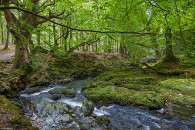 Güzel Tollymore Orman Parkı 'ndaki Shimna Nehri, Newcastle, Kuzey İrlanda 
