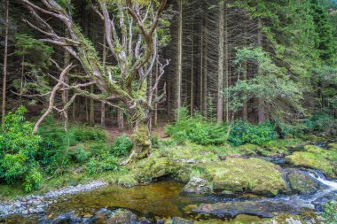 Güzel doğadaki su deresi