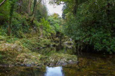Güzel Tollymore Orman Parkı 'ndaki Shimna Nehri, Newcastle, Kuzey İrlanda 