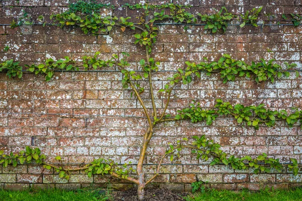 Tor Und Pflanzen Einer Mauer Mussenden Tempel Castlerock Derry Nordirland — Stockfoto