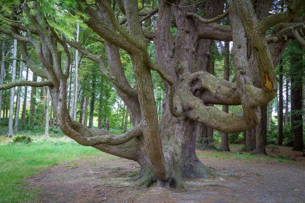 Лесной Парк Толлимор Ньюкасл Северная Ирландия — стоковое фото