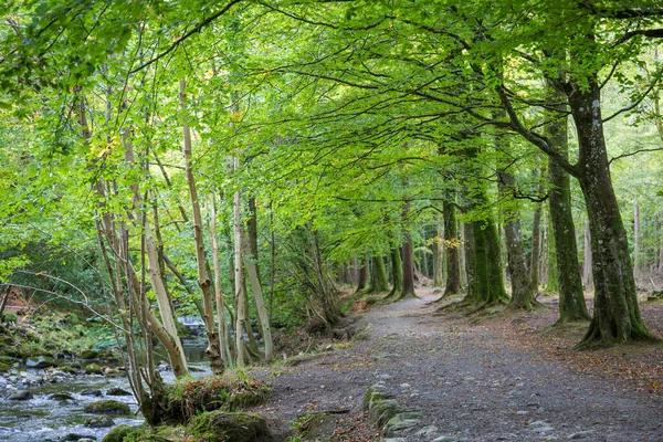 美丽的托利摩尔森林公园 北爱尔兰纽卡斯尔 — 图库照片