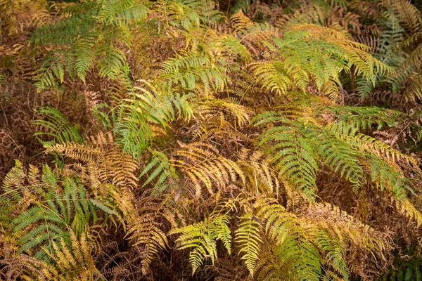 Beautiful Tollymore Forest Park Newcastle Northern Ireland — Stock Photo, Image