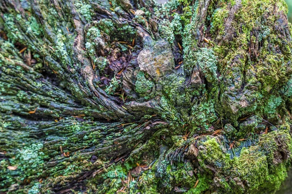 Närbild Stubbe Den Vackra Tollymore Forest Park Newcastle Nordirland — Stockfoto