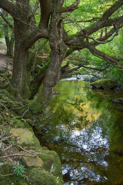 美丽的托利摩尔森林公园 北爱尔兰纽卡斯尔 — 图库照片