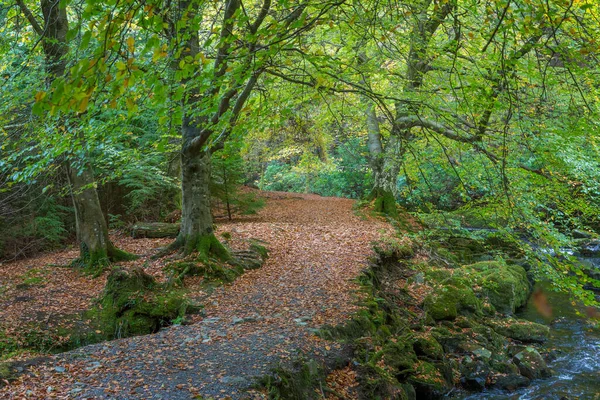 美丽的托利莫尔森林公园的Shimna河 北爱尔兰纽卡斯尔 — 图库照片