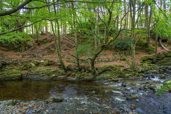 Річка Шимна Прекрасному Лісовому Парку Толлімор Ньюкасл Північна Ірландія — стокове фото