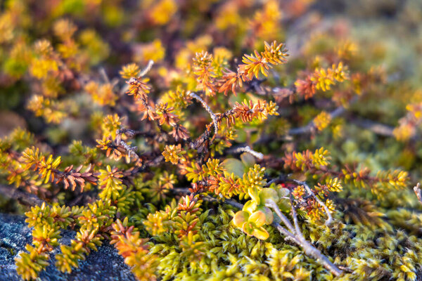 Leirstrandvegen landscape in north Norway