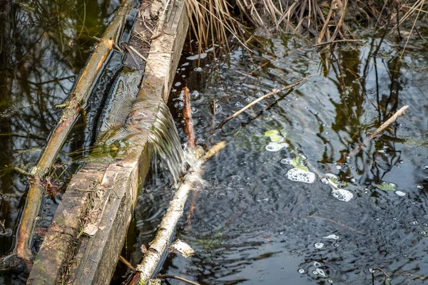 Vacker Natur Det Lokala Rekreationsområdet Ibmer Moor Oberosterreich Österrike — Stockfoto