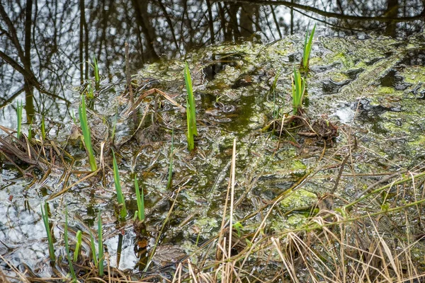 Piękna Przyroda Okolicy Rekreacyjnej Ibmer Moor Oberosterreich Austria — Zdjęcie stockowe