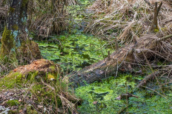 Belle Nature Dans Zone Loisirs Locale Ibmer Moor Oberosterreich Autriche — Photo