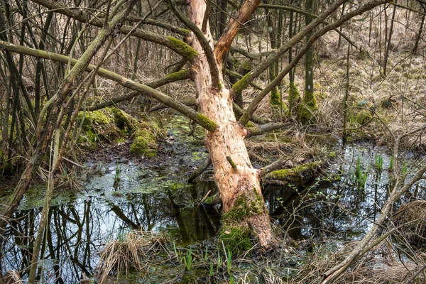 Prachtige Natuur Het Lokale Recreatiegebied Ibmer Moor Oberosterreich Oostenrijk — Stockfoto