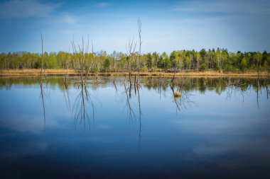 Weidmoos, Salzburg, Avusturya Vogelparadies 'de güzel bir dinlenme yeri.